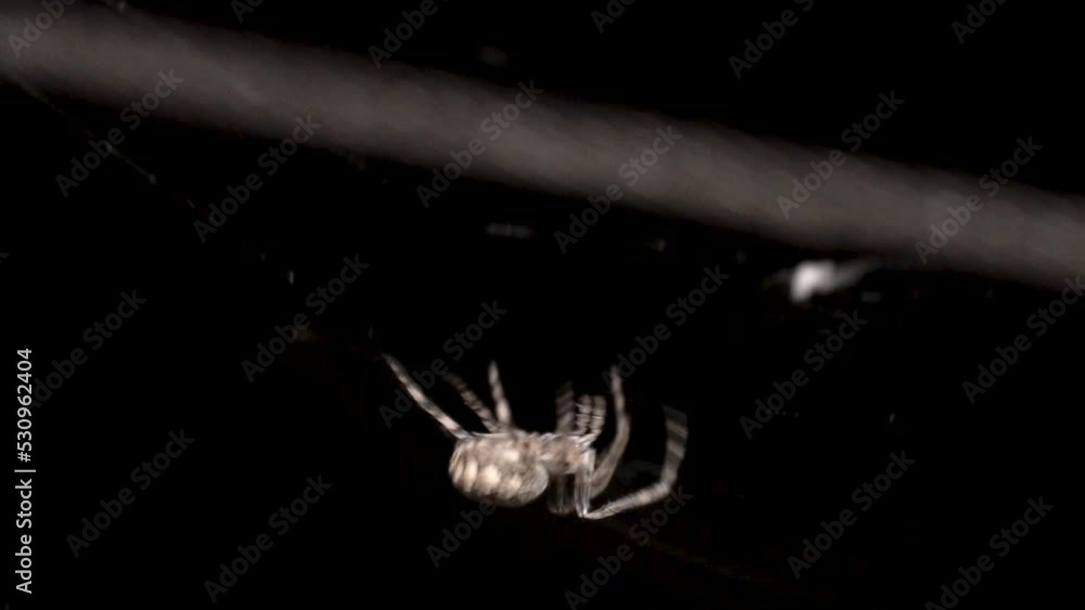Poster a white color large orb spider is pulling out the web from its spinnerets for building webs to catch