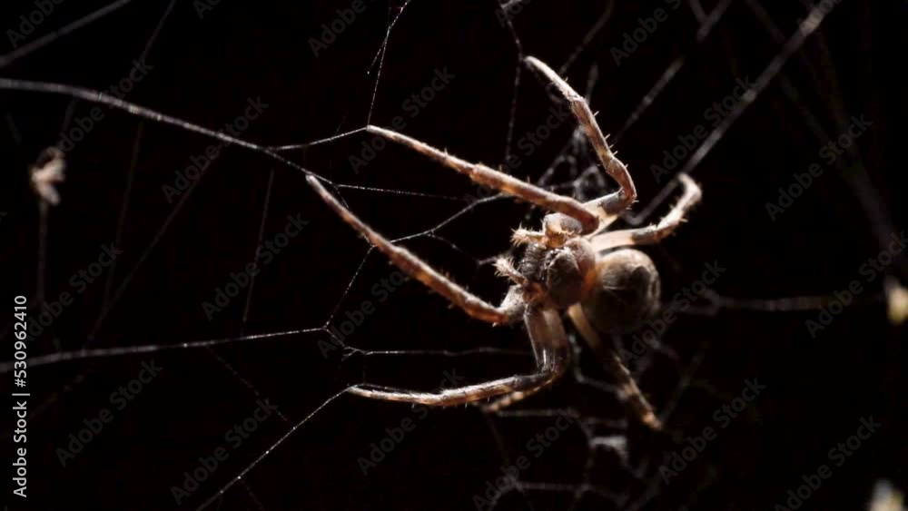 Poster the spider hangs from the web and stares directly into the camera before jumping backward to catch t