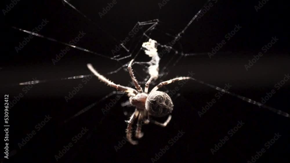 Poster a large orb spider weaving its web while moving in a clockwise in the dark background