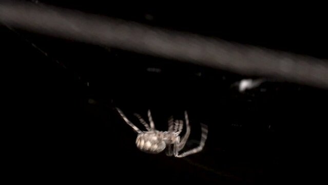 A white color large orb spider is pulling out the web from its spinnerets for building webs to catch prey in the dark