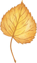 Obraz premium Autumn leaf watercolor illustration. Clipart element isolated on white background