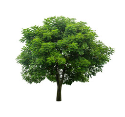 Isolated tree on white background PNG file