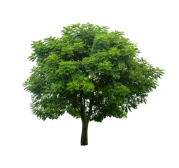 Foto op Aluminium Isolated tree on white background PNG file © kpboonjit