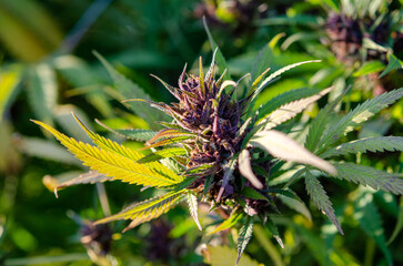 Cannabis flower