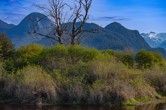 Bare tree sprawling out in front of a mountain range in the background.