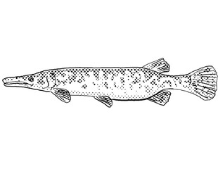 Cartoon style line drawing of a Florida gar or Lepisosteus platyrhincus, a freshwater fish endemic to North America with halftone dots shading on isolated background in black and white.
