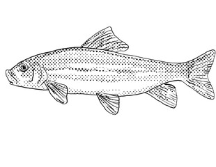 Cartoon style line drawing of a golden redhorse or Moxostoma erythrurum, a freshwater fish endemic to North America with halftone dots shading on isolated background in black and white.