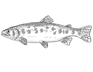 California golden trout or  Oncorhynchus aguabonita Freshwater Fish Cartoon Drawing