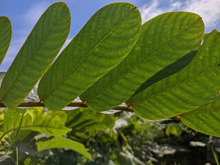 Ketepeng plants (senna alata) in tropical nature borneo