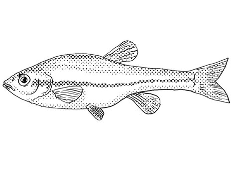 Cartoon style line drawing of a finescale dace or Chrosomus neogaeus freshwater fish endemic to North America with halftone dots shading on isolated background in black and white.