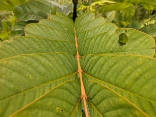 Ketepeng plants (senna alata) in tropical nature borneo