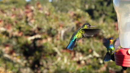 Fiery-throated hummingbird (Panterpe insignis) in flight at the high altitude Paraiso Quetzal Lodge...