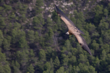 Buitre leonado sobrevolando el Barranc del Cint en Alcoy
