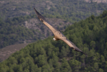 Buitre leonado sobrevolando el Barranc del Cint en Alcoy
