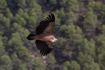 Buitre leonado sobrevolando el Barranc del Cint en Alcoy