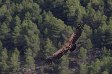 Obraz premium Buitre leonado sobrevolando el Barranc del Cint en Alcoy