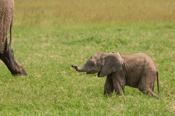 Naklejka na ściany i meble Baby African elephant walking in the grass, following his family and mother tail. Wildlife on safari in Masai Mara, Kenya