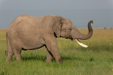 African elephant walking freely with its trunk up in the air in the savanna of Masai Mara, Kenya