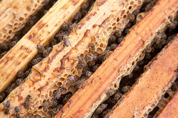 Close up view of the bees swarming on frames..
