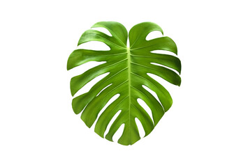 Isolated monstera deliciosa leaf with clipping paths.