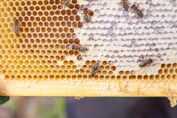 Close up view of working bees on honeycomb with sweet honey..