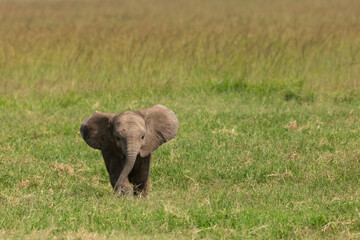 Cute baby elephant walking on its own in the green grass with its ears stretched. Wildlife on safari in Masai Mara, Kenya