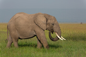 Fototapeta na wymiar Elephant walking and feeding in the grasslands of the African savanna with curled trunk. Wildlife on safari in Masai Mara, Kenya