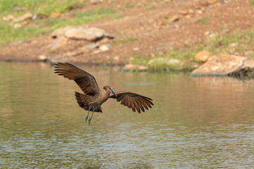 Fototapeta premium Hamerkop in flight landing on water in a pond. Birdlife seen on an African safari in Kenya