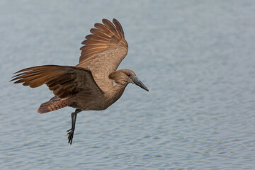 Hamerkop in flight with wings open as landing on water. Birdlife seen on an African safari in Kenya