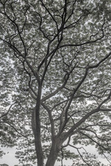 conceptual image trees in winter
