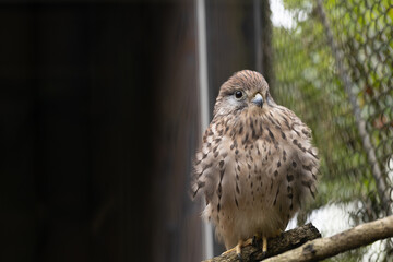 動物園のチョウゲンボウのメス　-Common Kestrel-