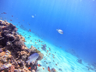 Underwater life of reef with corals, shoal of Lyretail anthias (Pseudanthias squamipinnis) and other kinds of tropical fish. Coral Reef at the Red Sea, Egypt.