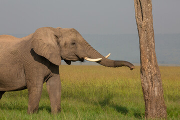 African elephant stretching his trunk towards a tree. Wildlife seen on safari in Masai Mara, Kenya