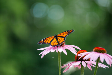 Monarch butterfly on a flower (Danaus plexippus). Monarch butterfly of Canada