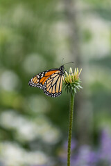 Fototapeta premium Monarch butterfly on a flower (Danaus plexippus). Monarch butterfly of Canada