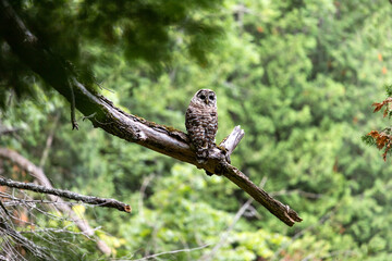 owl on branch in forest, owl look