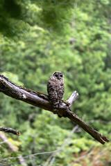 owl on branch in forest, owl look