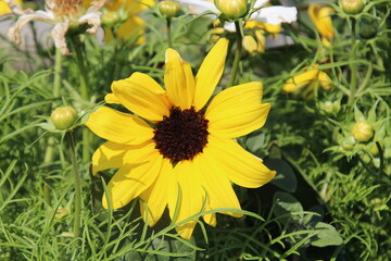 yellow flower in the garden