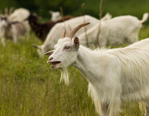 white goats graze on the field