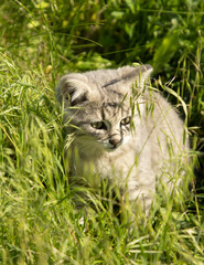 gray kitten in green grass