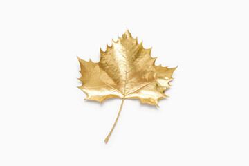 Golden maple leaf isolated on white background close up top view.