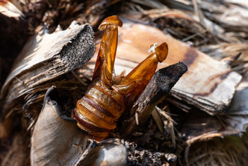 Close Up of Abandoned Cocoon of Argentine Butterfly called Paysandisia Archon in Summer