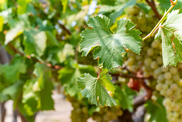 Close up of White Grape Italian Plantation in Summer
