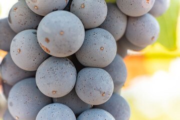 Close up of Black Grape Italian Plantation in Summer
