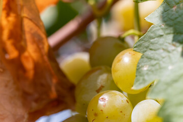 Close up of White Grape Italian Plantation in Summer