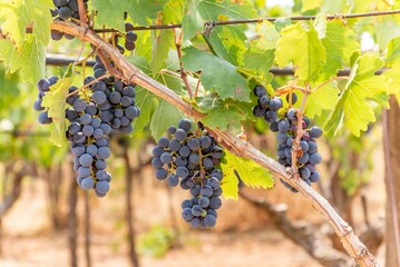 Close up of Black Grape Italian Plantation in Summer