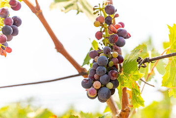 Close up of Black Grape Italian Plantation in Summer