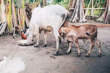 White colored mother cow (dam) eating liquid energy food or daily concentrate or ration in large...