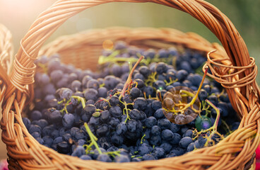 Autumn fruits harvest time. A mat basket full of red grapes in a beautiful sunset light. Time to...
