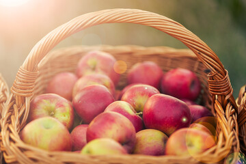Autumn fruits harvest time. A mat basket full of red apples in a beautiful sunset light.